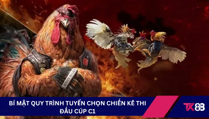 Bí mật quy trình tuyển chọn chiến kê thi đấu cúp C1