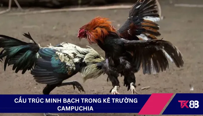 Cấu trúc minh bạch trong kê trường Campuchia