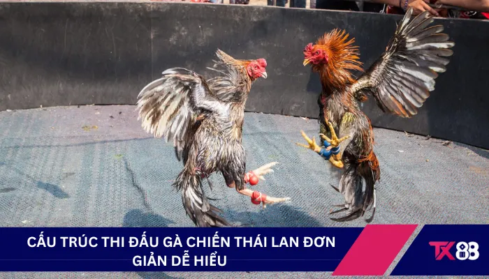 Cấu trúc thi đấu gà chiến Thái Lan đơn giản dễ hiểu